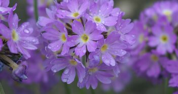 Primroses