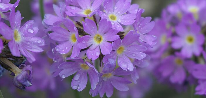 Primroses