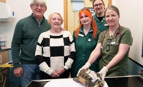 Vet cuts hole in tortoise’s shell to carry out life-saving surgery