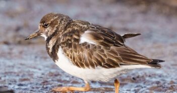 wading birds