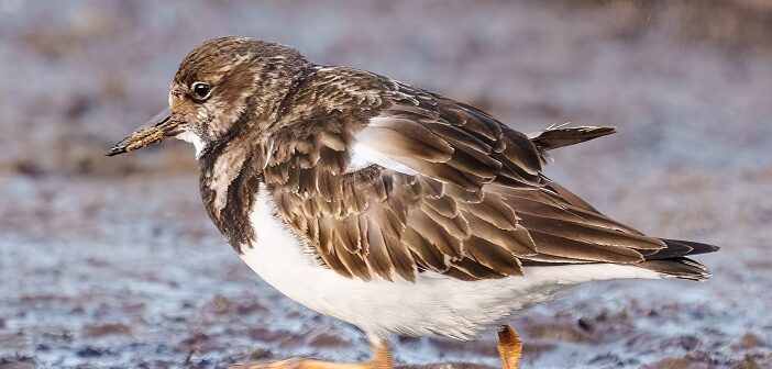 wading birds