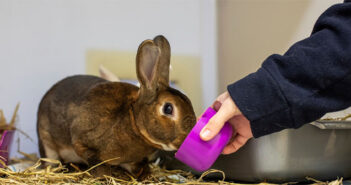 rabbit