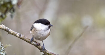 Willow Tit