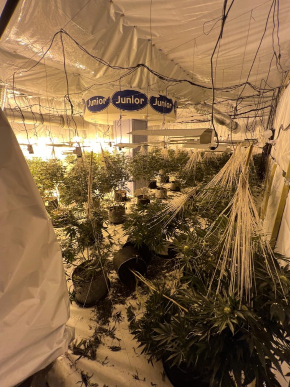 cannabis farm