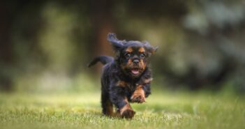 puppy running