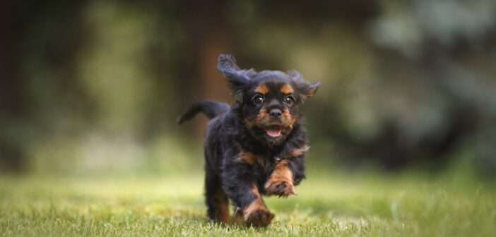 puppy running