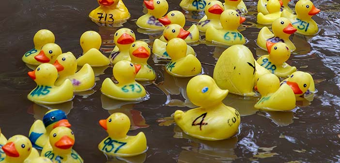 Lymm Duck Race