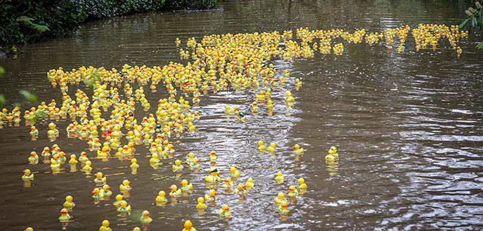 Lymm Duck Race
