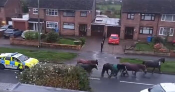 horses