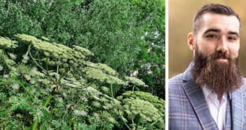 Giant hogweed