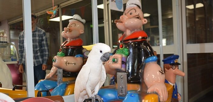 Scooby the Parrot