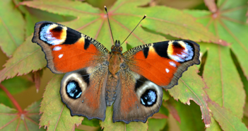 Butterflies