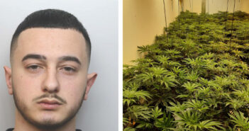 cannabis