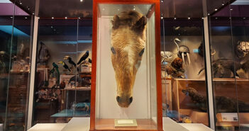 World’s oldest horse