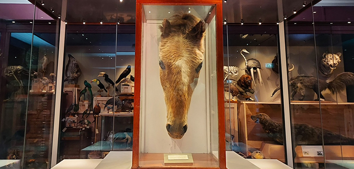 World’s oldest horse