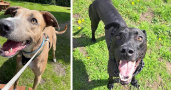 lurchers