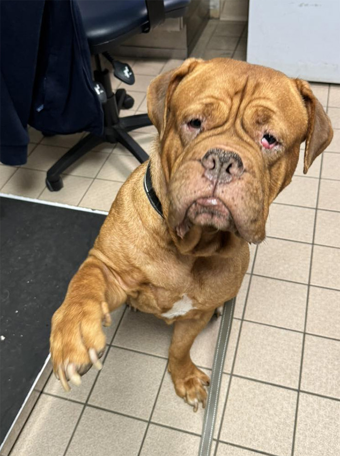 dog