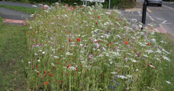 wildflowers are blooming