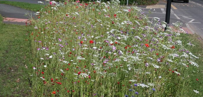 wildflowers are blooming