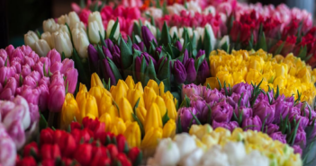 reasons to give flowers