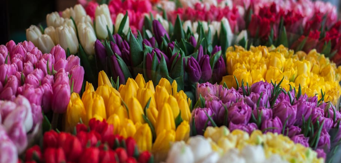 reasons to give flowers