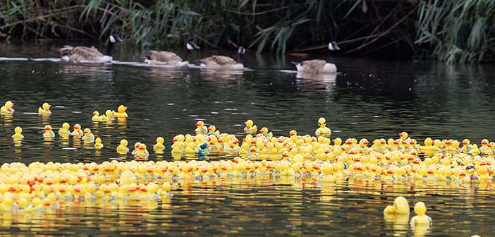 ducks