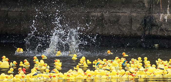 ducks