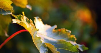Autumn Gardening