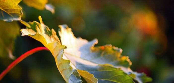 Autumn Gardening