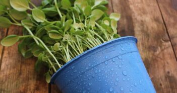 Which Plants Are Best Brought Indoors Over Winter?