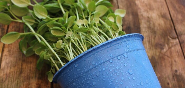 Which Plants Are Best Brought Indoors Over Winter?