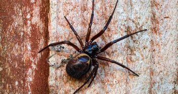 spiders