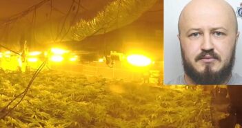 cannabis