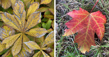 autumn leaves