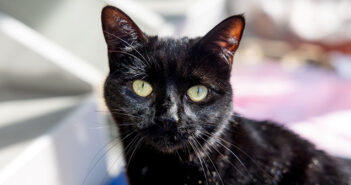 RSPCA