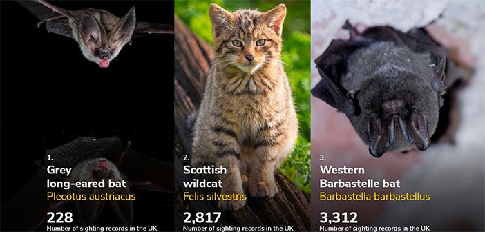 wildlife