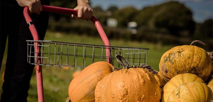 pumpkin picking