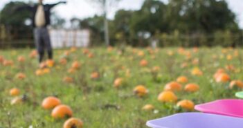pumpkin picking