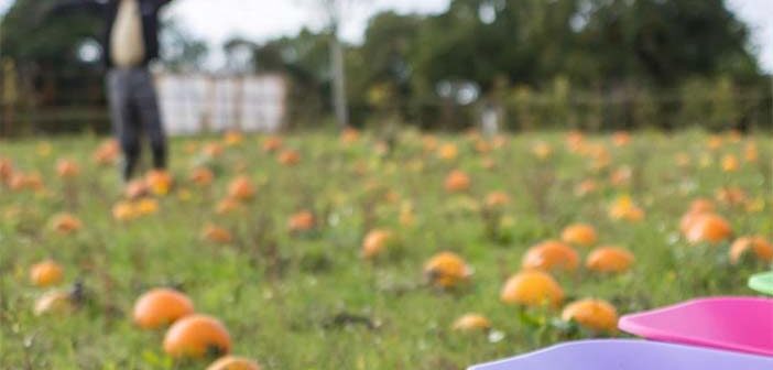 pumpkin picking