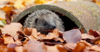 Wildlife trust