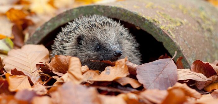 Wildlife trust