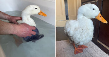 duck