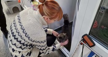 cats protection