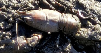 bridgewater canal