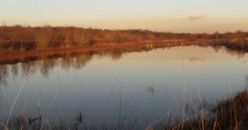 risley moss