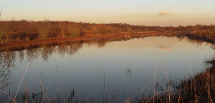risley moss
