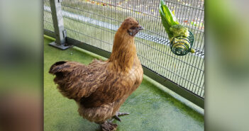 Avian Influenza