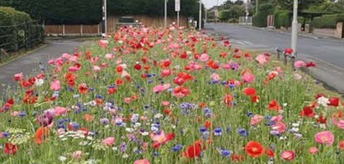 wildflowers
