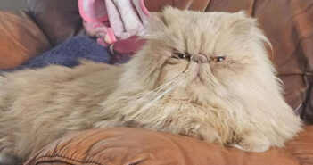 persian cats