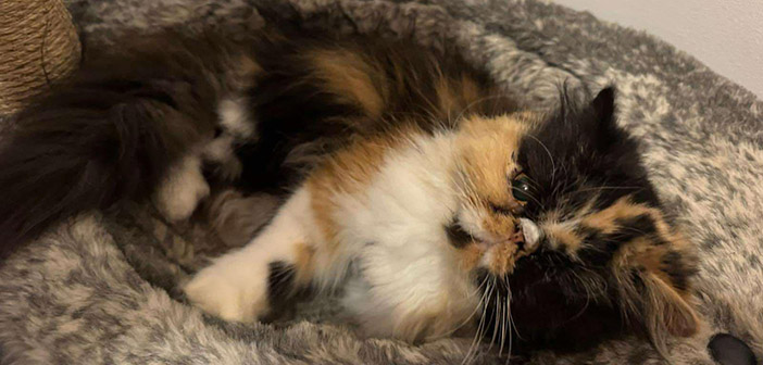 Polly in her foster home